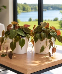 Set of 2 Philodendron Micans Live Plants, Sweetheart Vine, 5-8 Inch Tall, 4 Inch Pot, Indoor - Image 1