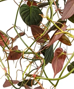 Set of 2 Philodendron Micans Live Plants, Sweetheart Vine, 5-8 Inch Tall, 4 Inch Pot, Indoor - Image 6