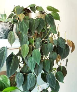 Set of 2 Philodendron Micans Live Plants, Sweetheart Vine, 5-8 Inch Tall, 4 Inch Pot, Indoor - Image 7