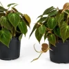 Set of 2 Philodendron Micans Live Plants - Velvet Heartleaf Trailing Plant - Image 1
