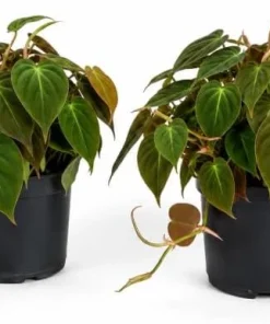 Set of 2 Philodendron Micans Live Plants - Velvet Heartleaf Trailing Plant - Image 1