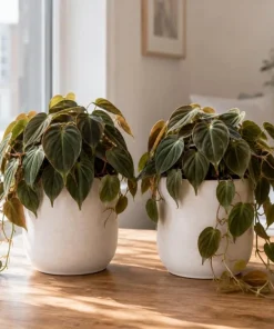 Set of 2 Philodendron Micans Live Plants - Velvet Heartleaf Trailing Plant - Image 2