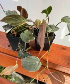 Set of 2 Philodendron Micans Live Plants - Velvet Heartleaf Trailing Plant - Image 3