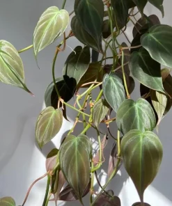 Set of 2 Philodendron Micans Live Plants - Velvet Heartleaf Trailing Plant - Image 4