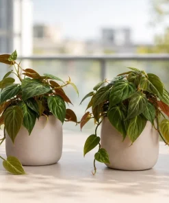 Set of 2 Philodendron Micans Live Plants - Velvet Heartleaf Trailing Plant - Image 5