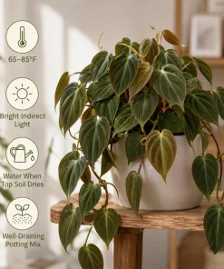 Set of 2 Philodendron Micans Live Plants, Velvet Leaf Vining Houseplants, 5-8 Inches Tall in 4 Inch Pots - Image 2
