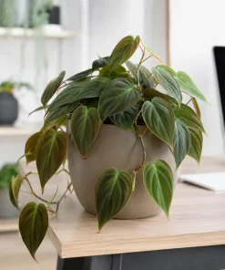 Set of 2 Philodendron Micans Live Plants, Velvet Leaf Vining Houseplants, 5-8 Inches Tall in 4 Inch Pots - Image 4