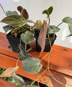 Set of 2 Philodendron Micans Live Plants, Velvet Leaf Vining Houseplants, 5-8 Inches Tall in 4 Inch Pots - Image 5