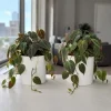 Set of 2 Philodendron Micans Live Plants, Velvet Leaf Vining Houseplants, 5-8 Inches Tall in 4 Inch Pots - Image 1