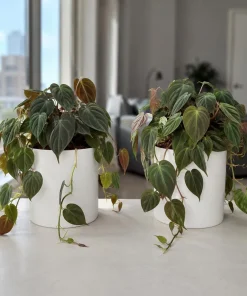 Set of 2 Philodendron Micans Live Plants, Velvet Leaf Vining Houseplants, 5-8 Inches Tall in 4 Inch Pots - Image 1
