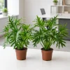 Set of 2 Philodendron Selloum Live Plant, Tropical Houseplant, 5-8 Inch Tall, 4 Inch Pot - Image 1