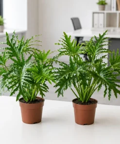 Set of 2 Philodendron Selloum Live Plant, Tropical Houseplant, 5-8 Inch Tall, 4 Inch Pot - Image 1