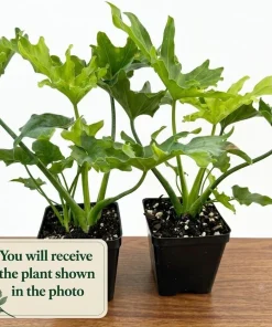 Set of 2 Philodendron Selloum Live Plant, Tropical Houseplant, 5-8 Inch Tall, 4 Inch Pot - Image 2