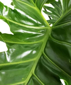 Set of 2 Philodendron Selloum Live Plant, Tropical Houseplant, 5-8 Inch Tall, 4 Inch Pot - Image 3