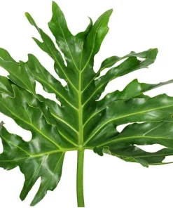 Set of 2 Philodendron Selloum Live Plant, Tropical Houseplant, 5-8 Inch Tall, 4 Inch Pot - Image 4