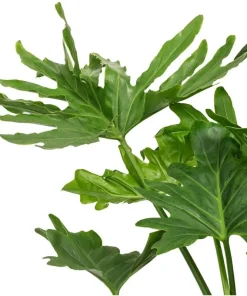 Set of 2 Philodendron Selloum Live Plant, Tropical Houseplant, 5-8 Inch Tall, 4 Inch Pot - Image 5