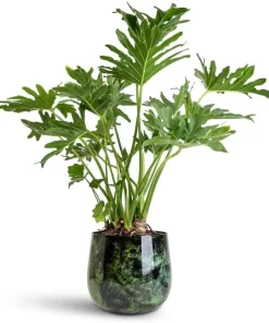 Set of 2 Philodendron Selloum Live Plant, Tropical Houseplant, 5-8 Inch Tall, 4 Inch Pot - Image 6