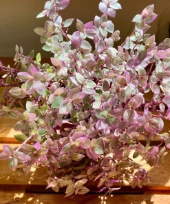 Set of 2 Pink Callisia Repens Live Plants, 5-8 Inches Tall in 4 Inch Pots, Indoor Houseplants - Image 4