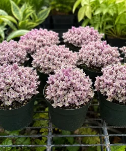 Set of 2 Pink Callisia Repens Live Plants, 5-8 Inches Tall in 4 Inch Pots, Indoor Houseplants - Image 5
