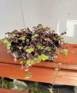 Set of 2 Pink Callisia Repens Live Plants, 5-8 Inches Tall in 4 Inch Pots, Indoor Houseplants - Image 6