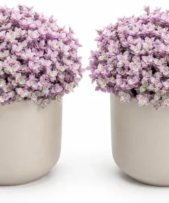 Set of 2 Pink Callisia Repens Live Plants, 5-8 Inches Tall in 4 Inch Pots, Indoor Houseplants - Image 1