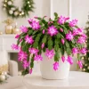 Set of 2 Pink Christmas Cactus Live Plants, Thanksgiving Cactus, 4-8 Inch Tall - Image 1