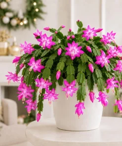 Set of 2 Pink Christmas Cactus Live Plants, Thanksgiving Cactus, 4-8 Inch Tall - Image 1