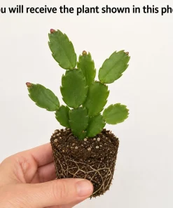 Set of 2 Pink Easter Cactus Live Plants, 4-8 Inch Tall Houseplant - Image 2