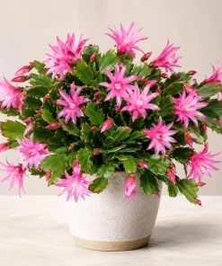 Set of 2 Pink Easter Cactus Live Plants, 4-8 Inch Tall Houseplant - Image 3