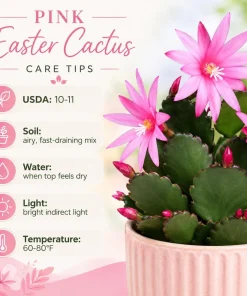 Set of 2 Pink Easter Cactus Live Plants, 4-8 Inch Tall Houseplant - Image 5