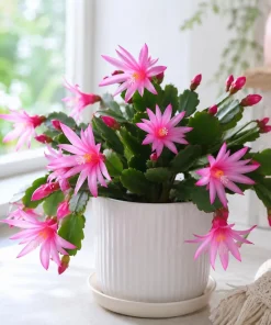 Set of 2 Pink Easter Cactus Live Plants, 4-8 Inch Tall Houseplant - Image 6