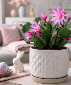 Set of 2 Pink Easter Cactus Live Plants, 4-8 Inch Tall Houseplant - Image 8