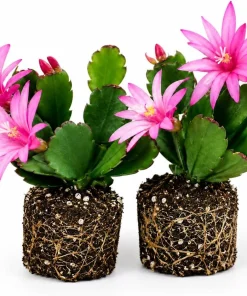 Set of 2 Pink Easter Cactus Live Plants, 4-8 Inch Tall Houseplant - Image 1