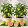 Set of 2 Pink Guava Live Plants, Sweet Tropical Fruit Tree Seedlings, 6-10 Inch Tall - Image 1