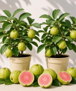 Set of 2 Pink Guava Live Plants, Sweet Tropical Fruit Tree Seedlings, 6-10 Inch Tall - Image 1