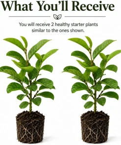 Set of 2 Pink Guava Live Plants, Sweet Tropical Fruit Tree Seedlings, 6-10 Inch Tall - Image 2