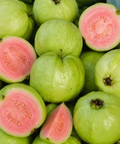 Set of 2 Pink Guava Live Plants, Sweet Tropical Fruit Tree Seedlings, 6-10 Inch Tall - Image 3