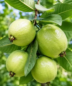 Set of 2 Pink Guava Live Plants, Sweet Tropical Fruit Tree Seedlings, 6-10 Inch Tall - Image 4