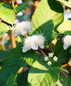 Set of 2 Pink Guava Live Plants, Sweet Tropical Fruit Tree Seedlings, 6-10 Inch Tall - Image 5