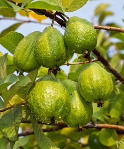 Set of 2 Pink Guava Live Plants, Sweet Tropical Fruit Tree Seedlings, 6-10 Inch Tall - Image 6