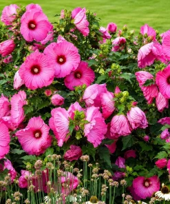 Set of 2 Pink Hibiscus Plants Live, Rose Hibiscus Tropical Shrub, 4-8 Inch Tall - Image 3