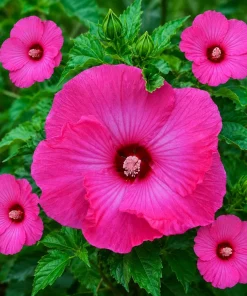 Set of 2 Pink Hibiscus Plants Live, Rose Hibiscus Tropical Shrub, 4-8 Inch Tall - Image 5