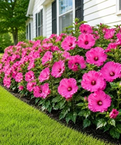 Set of 2 Pink Hibiscus Plants Live, Rose Hibiscus Tropical Shrub, 4-8 Inch Tall - Image 6