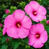 Set of 2 Pink Hibiscus Plants Live, Rose Hibiscus Tropical Shrub, 4-8 Inch Tall - Image 1