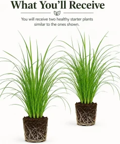 Set of 2 Pink Pampas Grass Live Plants, 4-8 Inch Tall, Outdoor Perennial - Image 2