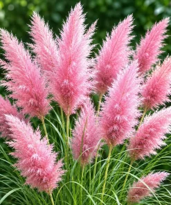 Set of 2 Pink Pampas Grass Live Plants, 4-8 Inch Tall, Outdoor Perennial - Image 3