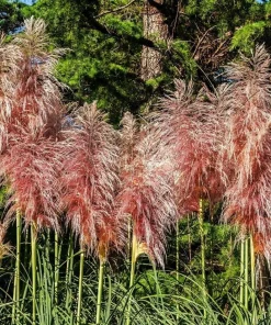 Set of 2 Pink Pampas Grass Live Plants, 4-8 Inch Tall, Outdoor Perennial - Image 6