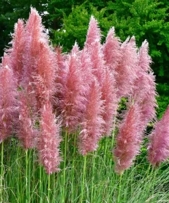 Set of 2 Pink Pampas Grass Live Plants, 4-8 Inch Tall, Outdoor Perennial - Image 7