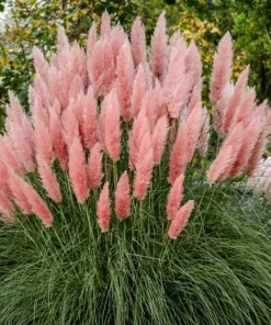 Set of 2 Pink Pampas Grass Live Plants, 4-8 Inch Tall, Outdoor Perennial - Image 8