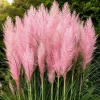Set of 2 Pink Pampas Grass Live Plants, 4-8 Inch Tall, Outdoor Perennial - Image 1
